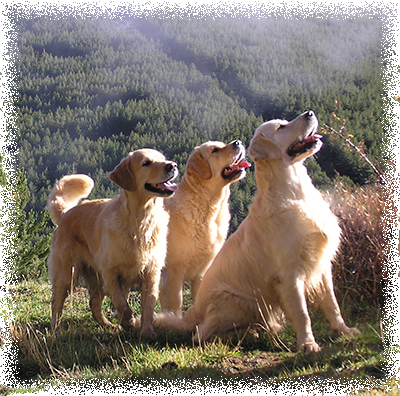 Lia, Naya y Koda en Sierra Nevada